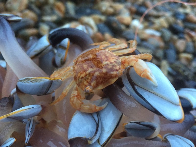 Columbus crabs wash up in Sussex